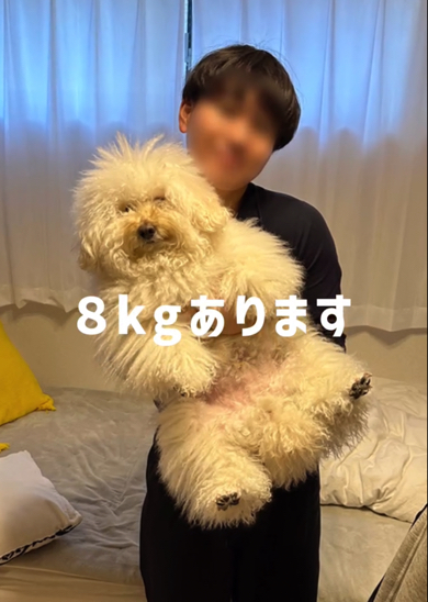 トイプードルの体重はなんと8キロ