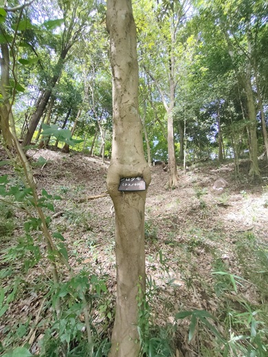 樹名板を包むように成長したシロダモ