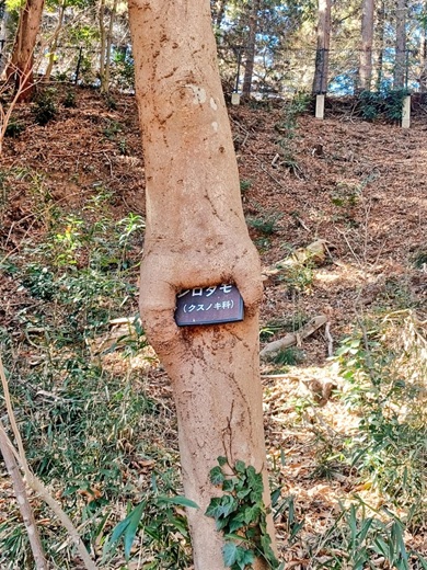 樹名板の左下まで包むように成長したシロダモ