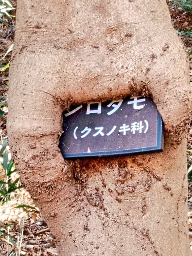 樹名板の左下の角まで覆ったシロダモ