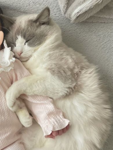 猫と赤ちゃん