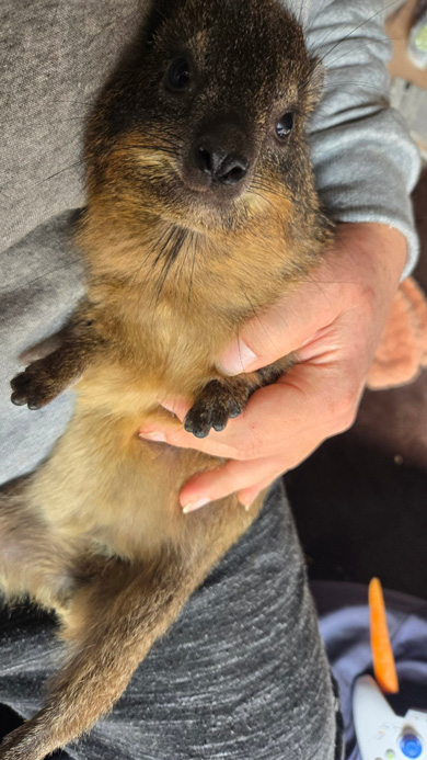 おなかを見せるケープハイラックス