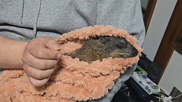 目を閉じたケープハイラックス顔アップ