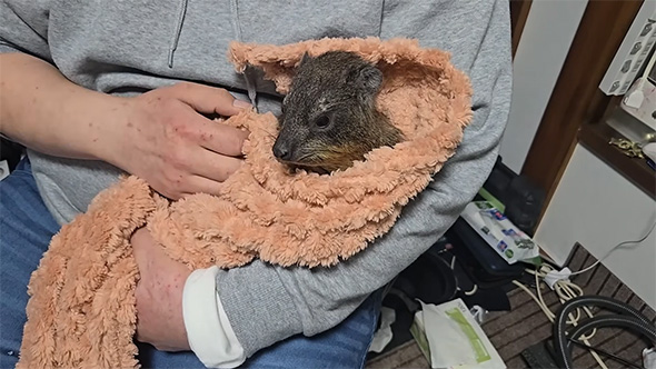 包まれて左を見るケープハイラックス