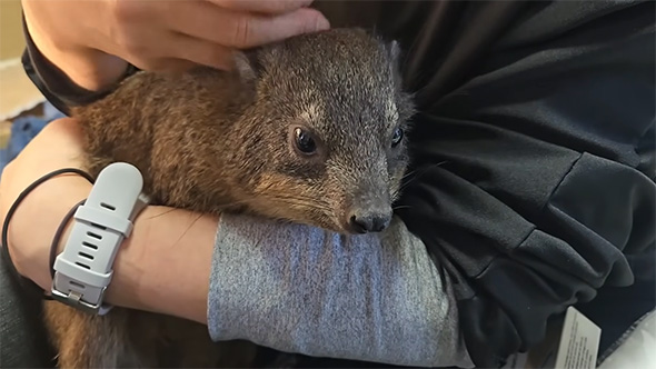 時計をつけた腕でケープハイラックスを抱く