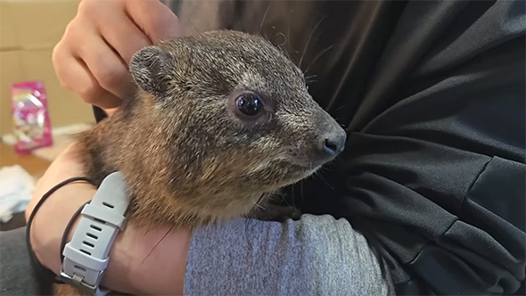 時計をつけた腕で少し顔を上げたケープハイラックス