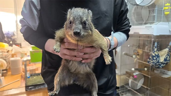 抱き上げられたケープハイラックス