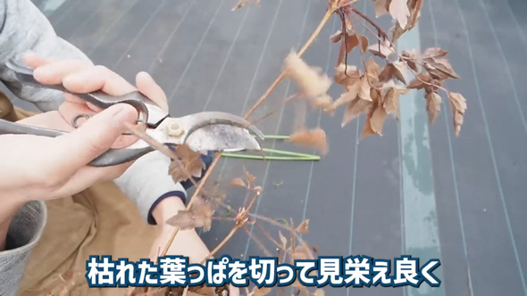 クレマチス 剪定 やり方 旧枝咲き 新枝咲き 新旧両枝咲き