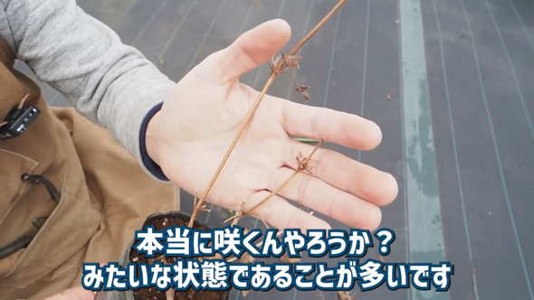 クレマチス 剪定 やり方 旧枝咲き 新枝咲き 新旧両枝咲き