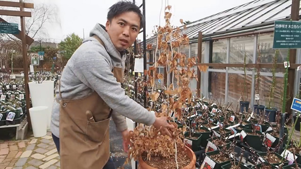 クレマチス 剪定 やり方 旧枝咲き 新枝咲き 新旧両枝咲き