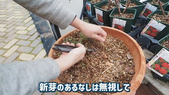 クレマチス 剪定 やり方 旧枝咲き 新枝咲き 新旧両枝咲き