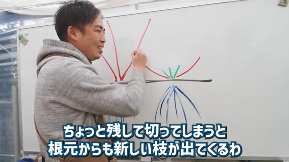 クレマチス 剪定 やり方 旧枝咲き 新枝咲き 新旧両枝咲き