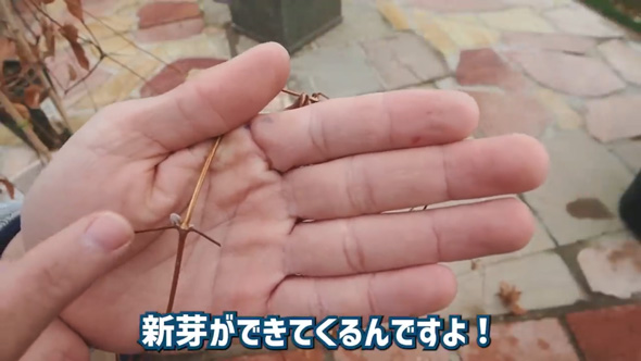 クレマチス 剪定 やり方 旧枝咲き 新枝咲き 新旧両枝咲き