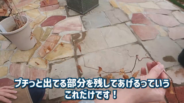 クレマチス 剪定 やり方 旧枝咲き 新枝咲き 新旧両枝咲き