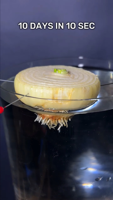 玉ねぎを水で育てる