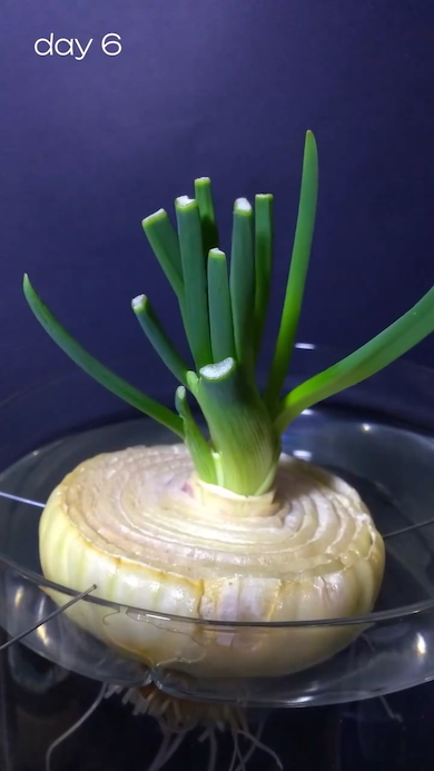 玉ねぎを水で育てる