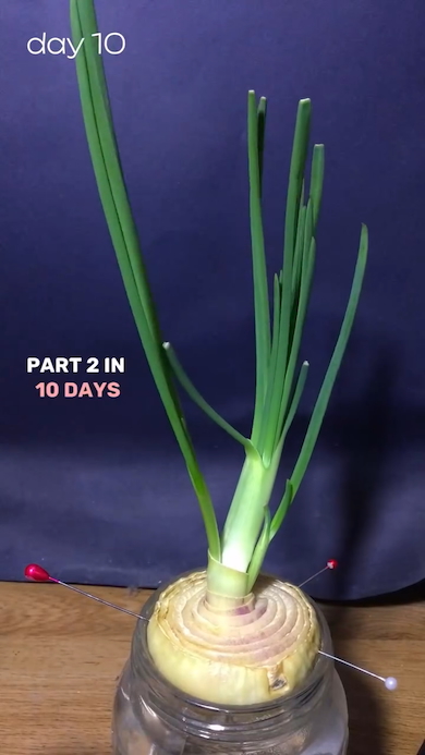 玉ねぎを水で育てる