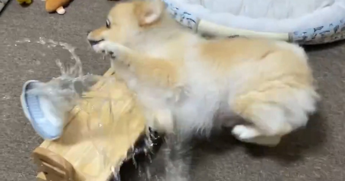 「めっちゃ笑った」愛犬のご飯に“大好物”をトッピングしたら……　思わず吹き出す“悲劇”が393万表示「声出た」（1/2） | 犬 ねとらぼ