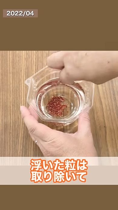 イチゴの果実を水につけて選別