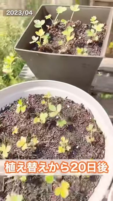 発芽したイチゴの苗を植え替え