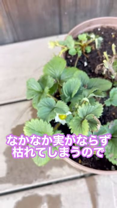 花は咲くけど実がならないイチゴ