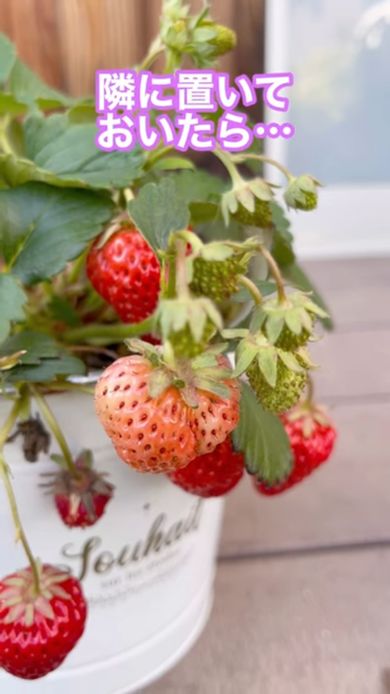 お手本として買ってきた苗に実ったイチゴ
