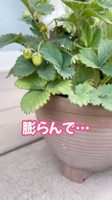 膨らみ始めたイチゴの実