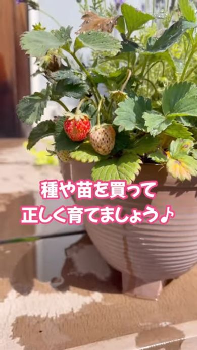 種や苗を買って育てる大切さを伝える投稿者