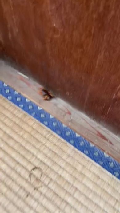 畳の際を走る生き物