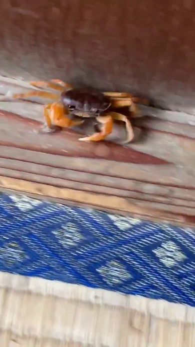 畳の際を走るサワガニ