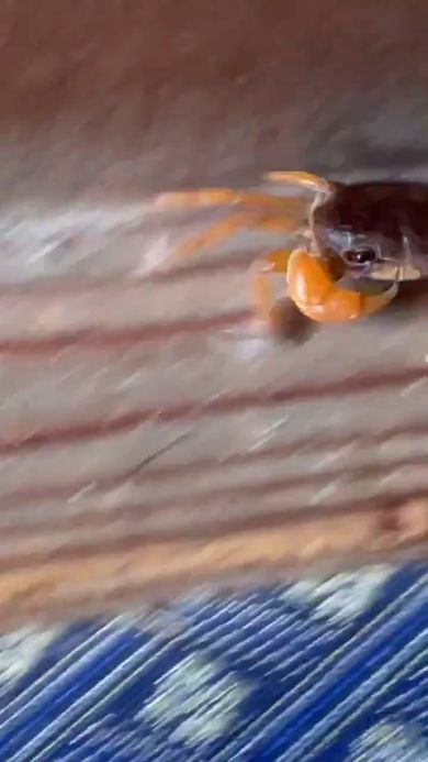 投稿者の目の前を走り去るサワガニ