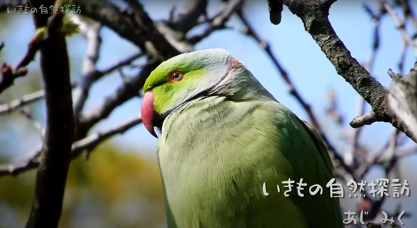毎日お庭にやって来るインコ