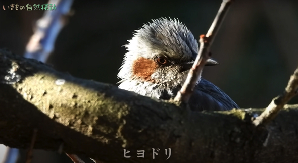 フルーツが大好きなヒヨドリ