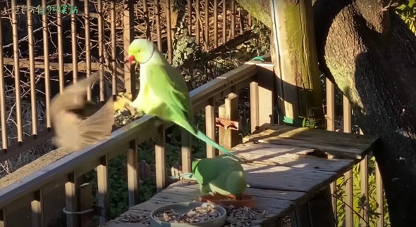 ヒヨドリがインコのりんごを奪ってしまいます