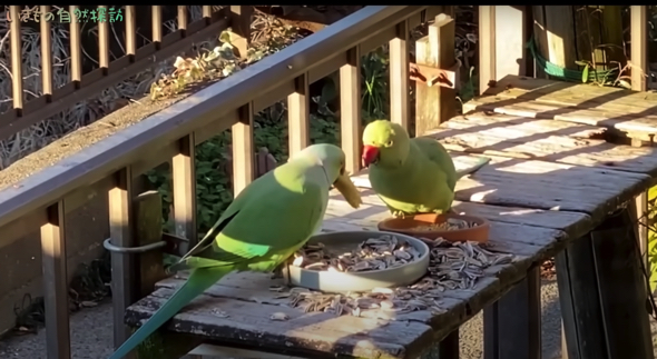 奥さんのりんごを横取りするインコ