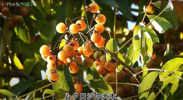 ムクロジの木は秋になると実をつけ、たくさんの動物たちに愛されていました