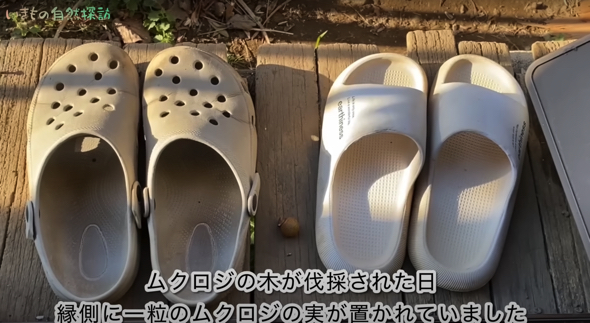 お家の縁側にはムクロジの実が一粒置かれていました