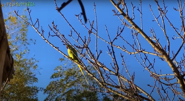 上を見上げるとインコの姿がありました