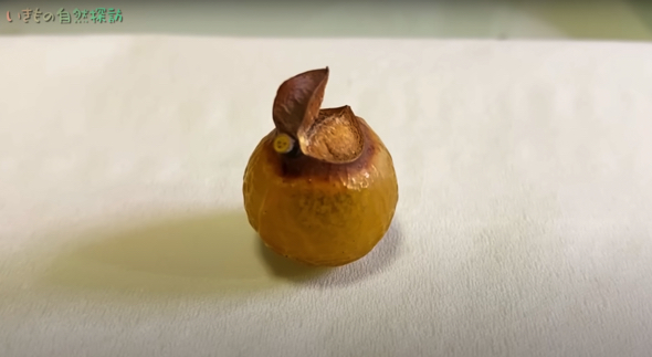 きれいな形と色をしたムクロジの実