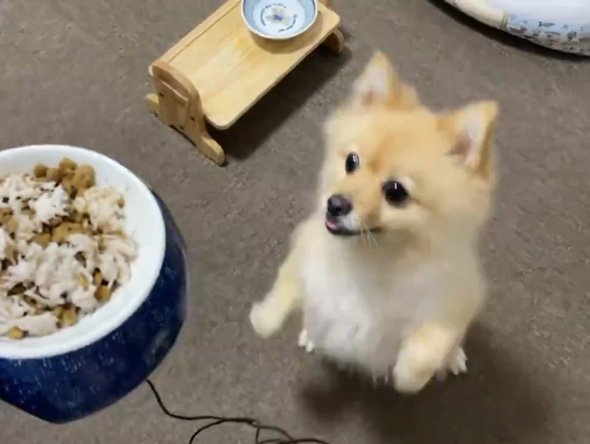 ポメラニアン ワンコ 好物 ささ身 トッピング 愛犬 はしゃぐ しょんぼり