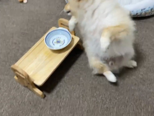 ポメラニアン ワンコ 好物 ささ身 トッピング 愛犬 はしゃぐ しょんぼり