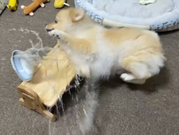 ポメラニアン ワンコ 好物 ささ身 トッピング 愛犬 はしゃぐ しょんぼり