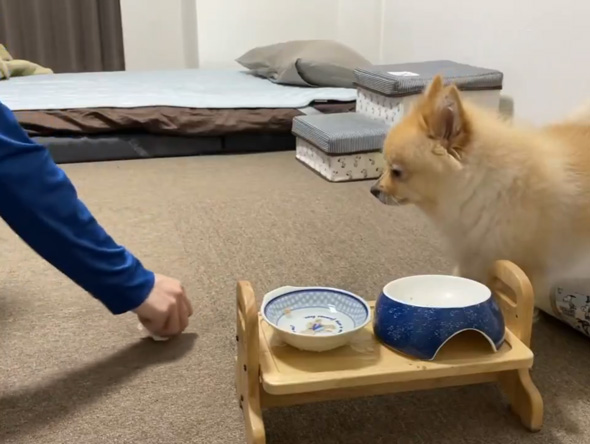 ポメラニアン ワンコ 好物 ささ身 トッピング 愛犬 はしゃぐ しょんぼり