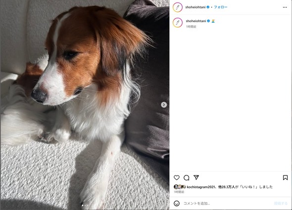 俯いているデコピンの写真