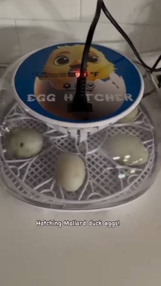 孵卵器に入ったカモの卵