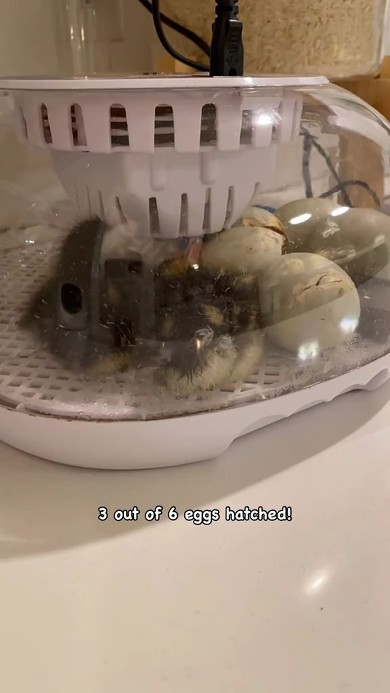 孵卵器に入ったカモの卵