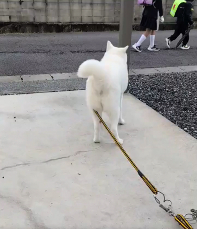 分かりやすすぎるワンコのしっぽ