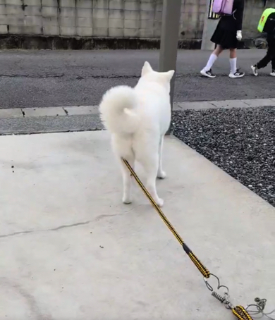 小学生たちが来てテンションMAXなワンコ