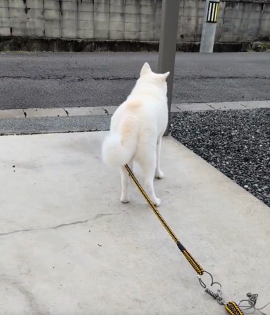 徐々に下がっていくしっぽ