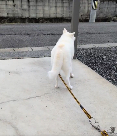 最後はしっぽが完全に下がってしまいました